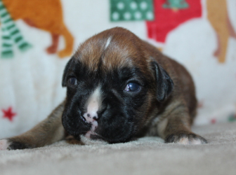 2025-12-17-11.39.49-1