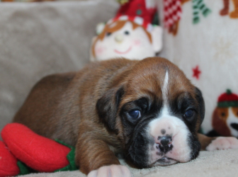 2025-12-17-11.52.46-2