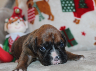 2025-12-17-11.57.44-2