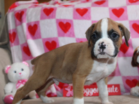 2026-01-21-12.23.16-1