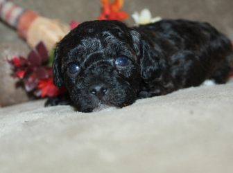 2025-11-13-13.07.24-1