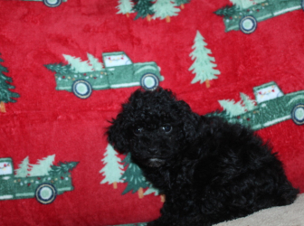 2025-12-08-11.35.26-2