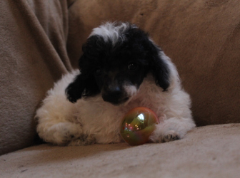 2026-03-18-09.27.07-1