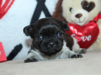 2026-01-16-12.33.11-1