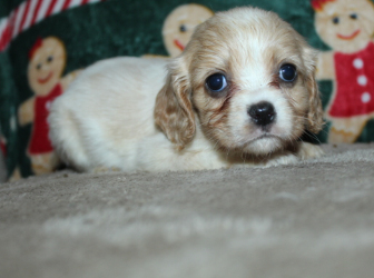 2025-12-03-09.38.18-1