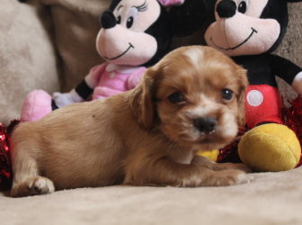 2026-01-09-12.37.21-3