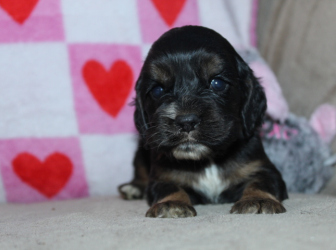 2026-01-11-17.05.33-1