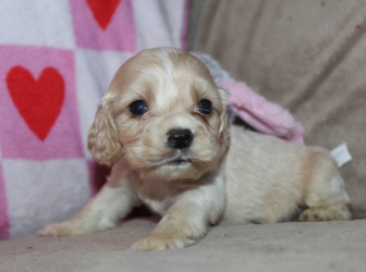 2026-01-11-17.10.10-2