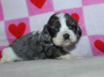 2026-01-11-17.13.52-2