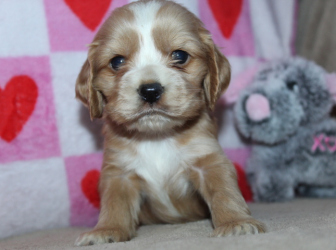 2026-01-11-17.16.09-1