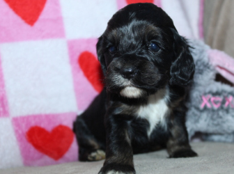 2026-01-11-17.20.57-2-1