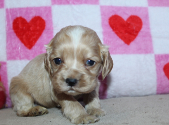 2026-01-11-17.23.33-1