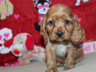 2026-01-18-11.56.54-1