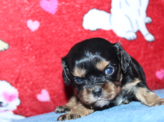 2026-02-10-10.14.38-3