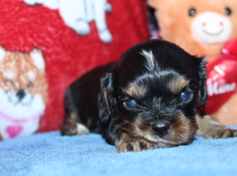 2026-02-10-10.17.26-2