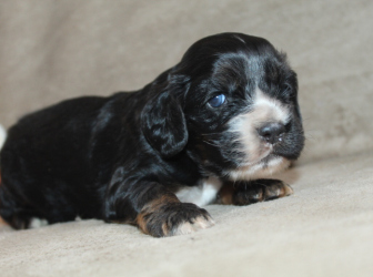 2026-03-17-14.19.30-1