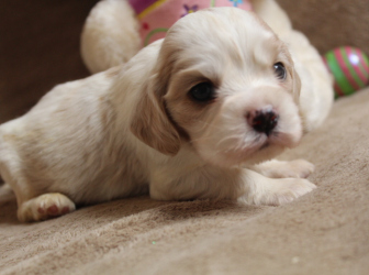 2026-03-17-14.52.50-1