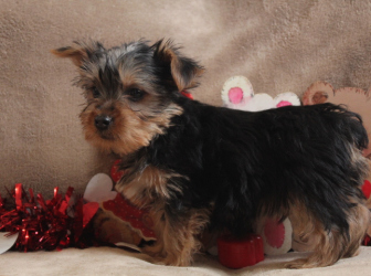 2026-01-09-12.21.25-1