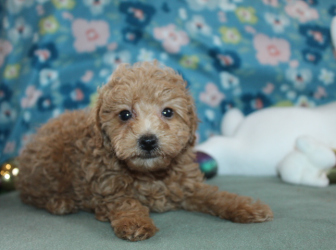 2026-03-04-10.43.36-2