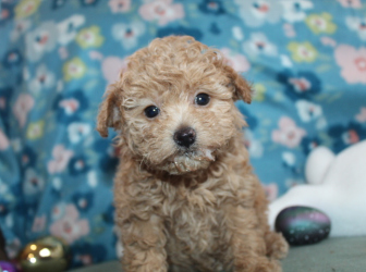 2026-03-04-11.03.40-1