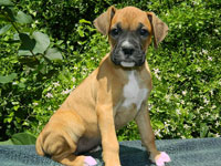 Rocky Top K-9's Boxer Pups