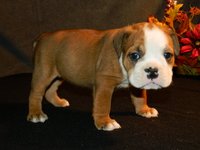 Rocky Top K-9's Olde English Bulldogge Pups