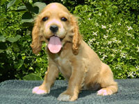 Rocky Top K-9's Spaniel Pups