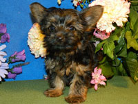 Rocky Top K-9's Terrier Pups